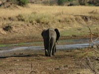 African Elephant