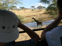 Masai Giraffe