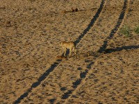 Cheetah