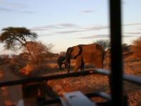 African Elephant