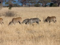 Common Eland