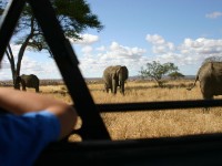 African Elephant