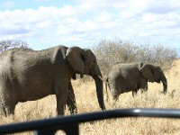 African Elephant