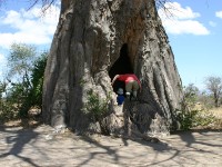 Baobab Tree