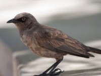 Ashy Starling