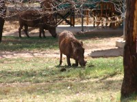 Tarangire Safari Lodge