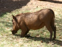 Common Warthog