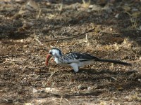 Red-billed Hornbill