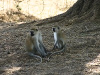 Vervet Monkey