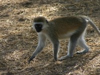 Vervet Monkey