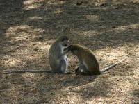 Vervet Monkey