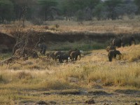 African Elephant