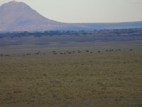 African Elephant