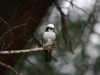 Northern White-crowned Shrike