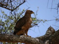 Tawny Eagle