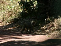 Olive Baboon