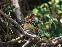 Red-and-yellow Barbet