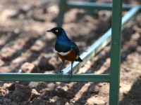 Superb Starling