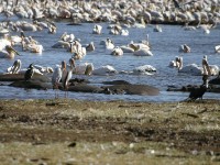 Lake Manyara