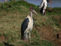 Marabou Stork