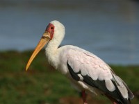 Yellow-billed Stork