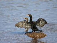 Long-tailed Cormorant