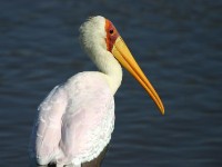 Yellow-billed Stork