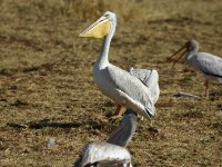 Pink-backed Pelican