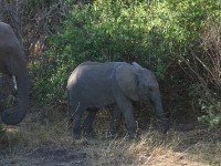 African Elephant