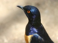 Hildebrandt's Starling