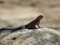 Red-headed Rock Agama