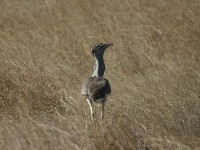 Kori Bustard