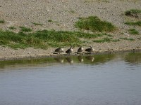 Red-billed Teal