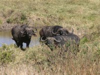 African Buffalo