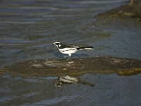 African Pied Wagtail