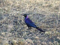 Rüppell’s Long-tailed Starling