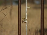 Vitelline Masked Weaver