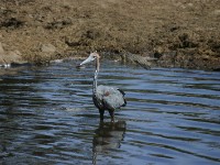 Goliath Heron