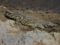 Nile Crocodile