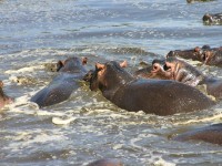 Hippopotamus