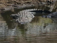 Nile Crocodile