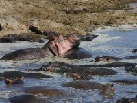 Hippopotamus