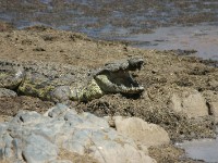 Nile Crocodile