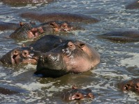 Hippopotamus