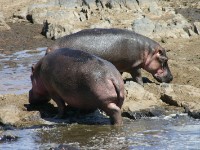 Hippopotamus