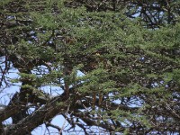 Leopard's prey - Thomson’s Gazelle