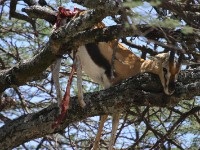 Leopard's prey - Thomson’s Gazelle