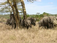 African Elephant