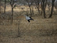 Secretary Bird