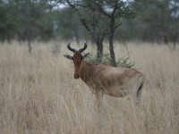 Kongoni (Hartebeest)